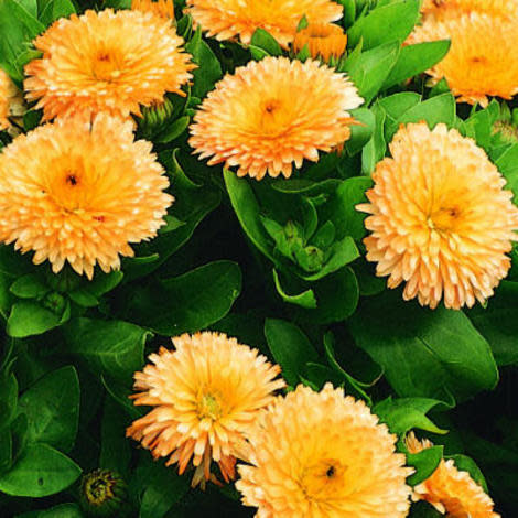 Calendula