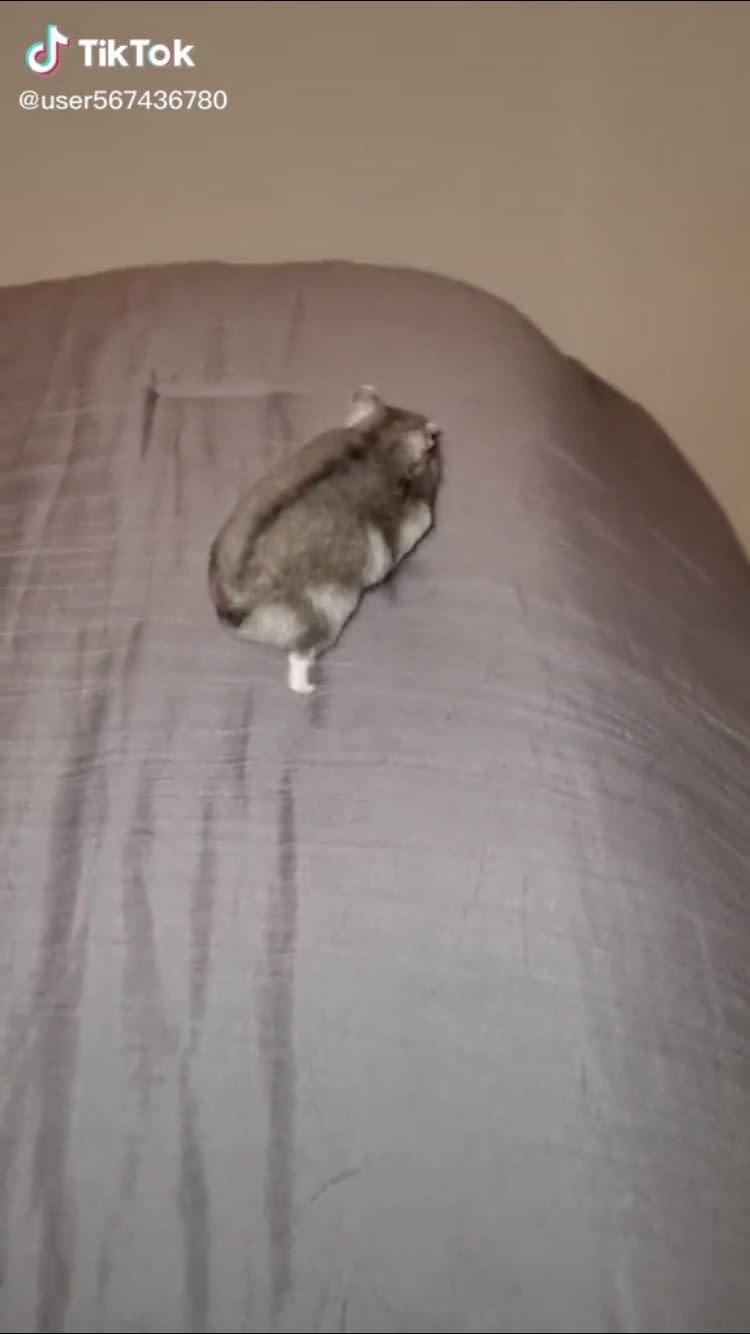 主人把小倉鼠放到床上。（圖／翻攝自抖音@user567436780）