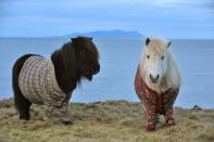 Shetland ponies Fivla and Vitamin model their woolen sweaters as part of Scotland's 'Year of Natural Scotland' ad campaign.