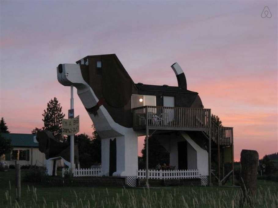 dog airbnb