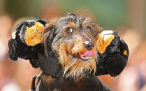 <p>A dachshund with three heads competes in The Best Dressed Dachshund Costume Competition during the annual Teckelrennen Hophaus Dachshund Race in Melbourne, Australia. The annual ‘running of the Wieners’ is held to celebrate Oktoberfest. (Scott Barbour/Getty Images) </p>