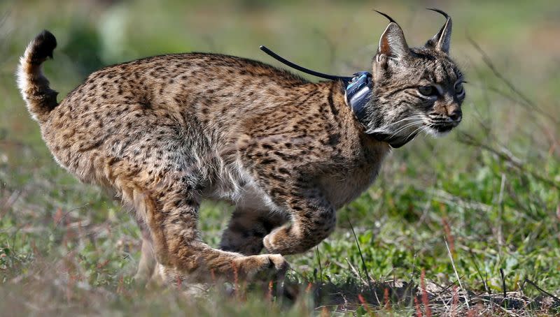 FILE PHOTO: An Iberian lynx, a feline in danger of extinction, runs after being released in Donana National Park, southern Spain