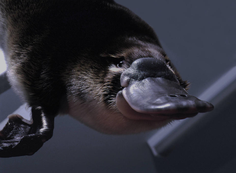 One of two duck-billed platypus born in Melbourne's Healesville Sanctuary is seen swimming on May 6. The platypus, a mostly nocturnal and rare egg-laying mammal indigenous to Australia, has been the subject of a captive breeding programme at the Healesville Sanctuary in a bid to boost dwindling numbers in the wild. The furry Australian mammal is so temperamental.  There are only about 20 in Australian zoos and none in captivity elsewhere in the world.        ??»