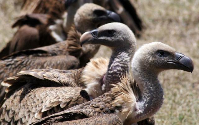 Poisoned carcasses killing off Kenya's vultures