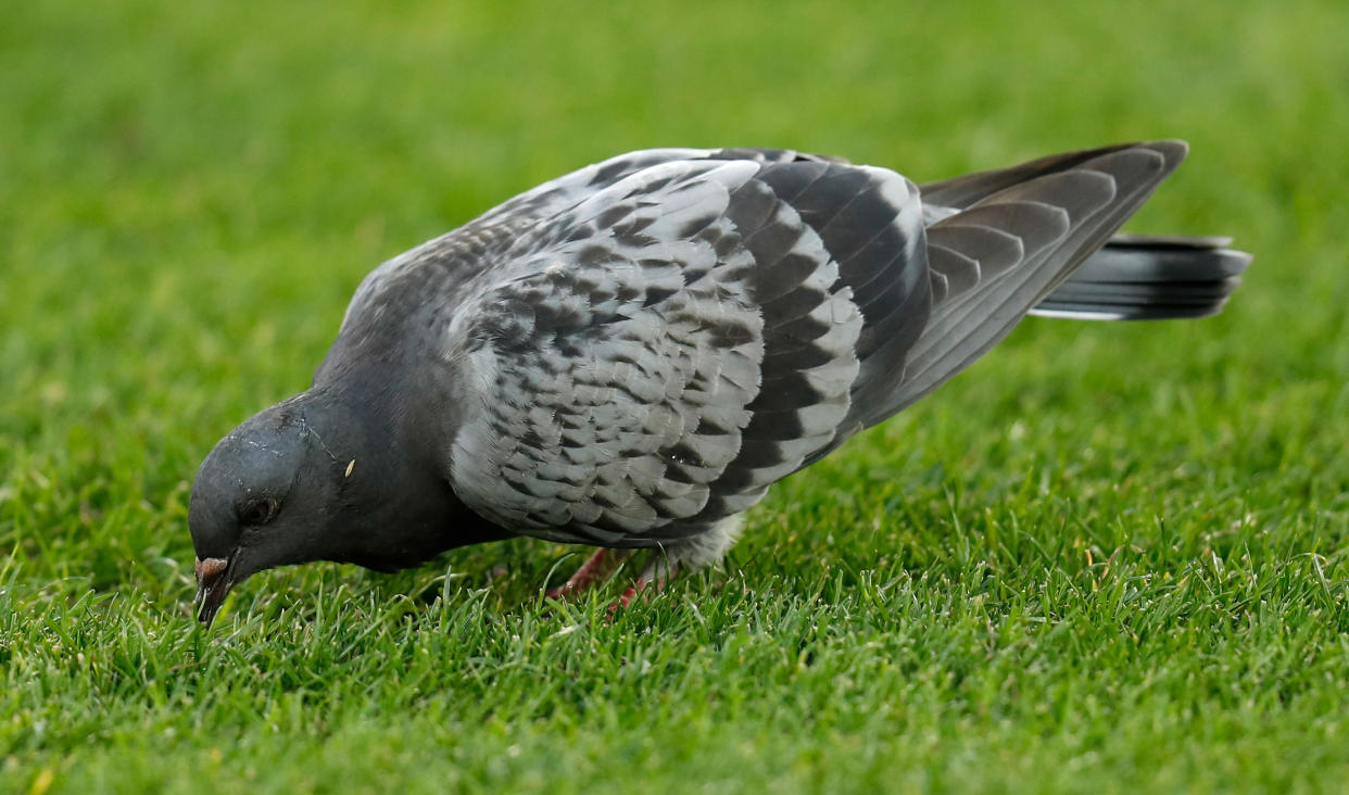 MELBOURNE, AUSTRALIA - APRIL 05: A pigeon is seen during the 2021 AFL Round 03 match between the Geelong Cats and the Hawthorn Hawks at the Melbourne Cricket Ground on April 05, 2021 in Melbourne, Australia. (Photo by Michael Willson/AFL Photos via Getty Images)