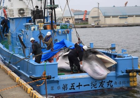 Workers prepare to unload a captured Minke whale after commercial whaling at a port in Kushiro