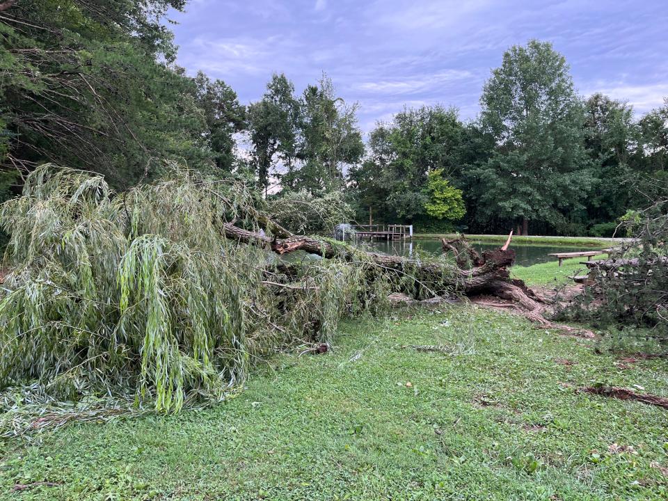 A willow tree at Tate's School in West Knoxville was uprooted by the powerful EF2 tornado that tore through Knox County on Aug. 7, 2023.