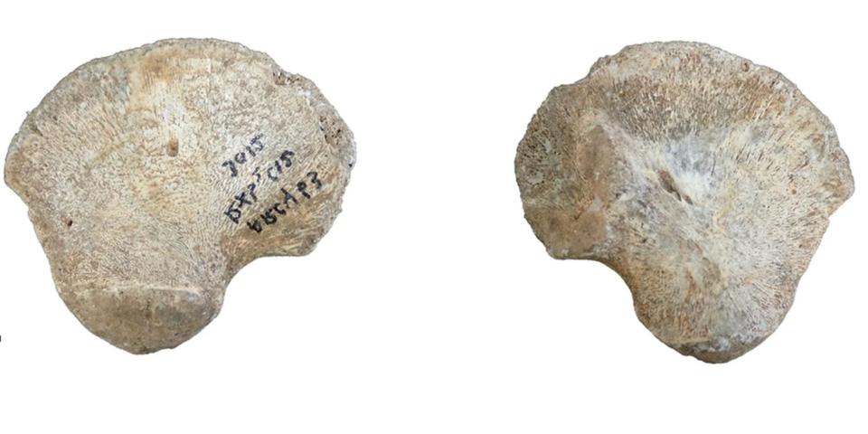 A picture shows a romboid-shaped white bone fragment seen from the front and back.