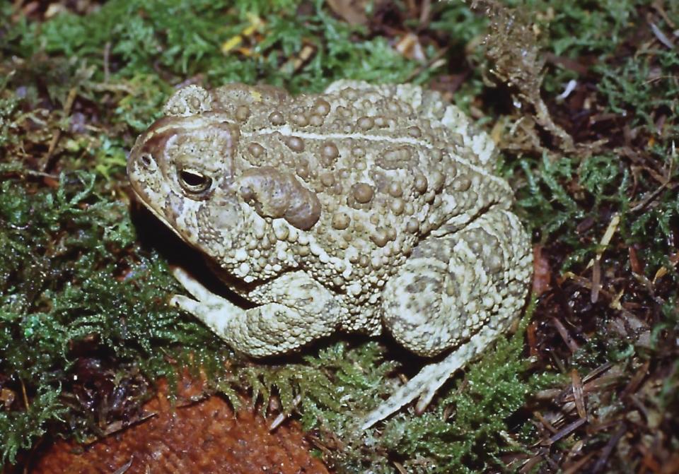 A Woodhouse’s toad on a bed of moss.