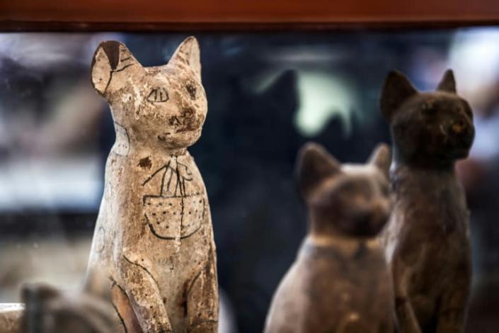 Statues of cats found in the dig unveiled at Saqqara by Egypt's antiquities ministry on November 23, 2019 (AFP Photo/Khaled DESOUKI)