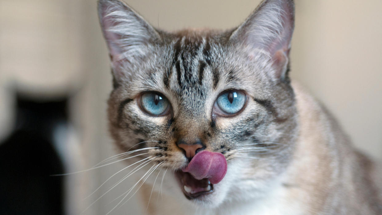  Blue-eyed cat licks their lips. 