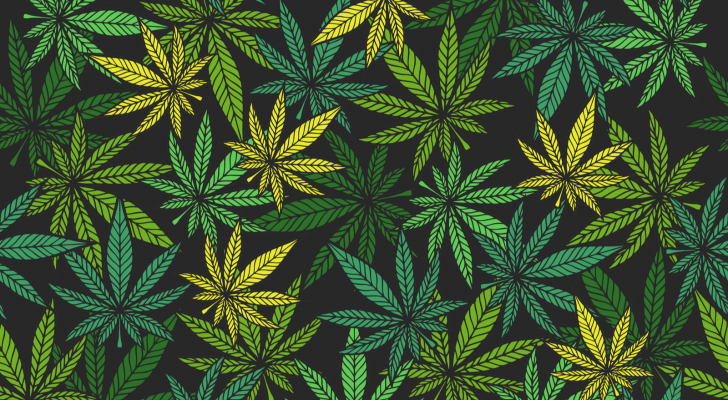 Marijuana leaves on various colors of green and yellow on top of a black background representing HITI stock.