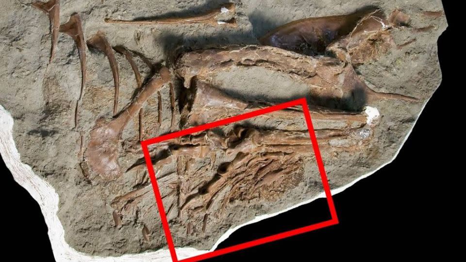 The red square highlights the location of preserved intestinal contents in Gorgosaurus libratus.  - Royal Tyrrell Museum of Palaeontology