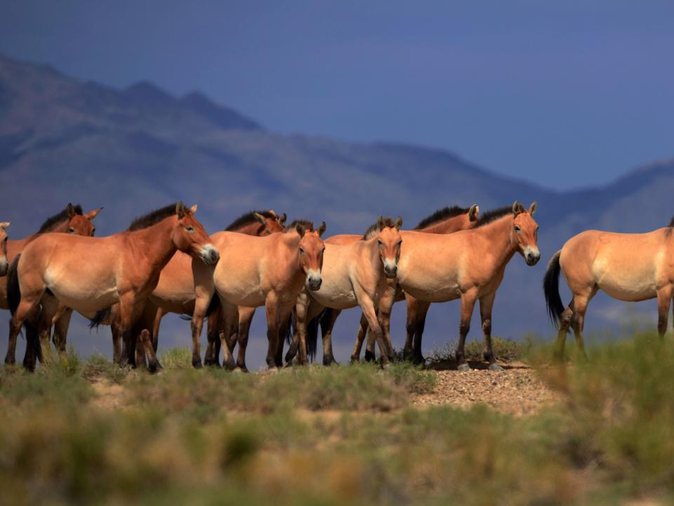 przewalski horses