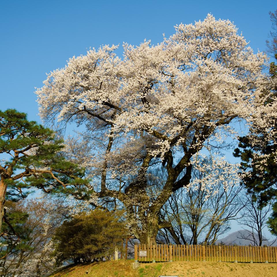 日本櫻花2024｜東京賞櫻10大必去景點一日遊推薦！每人低至$233起 淺間公園櫻花樹下富士山、目黑川遊船體驗