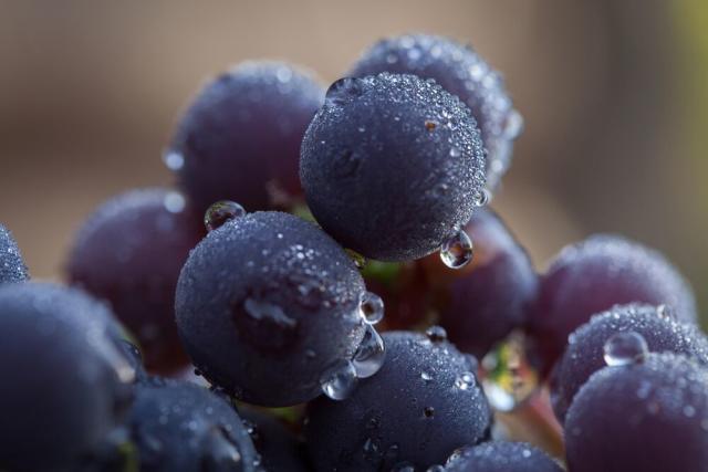 Use frozen grapes to keep wine chilled instead of ice so it doesn't get  watered down. Plus, they are delicious to eat right out of the glass! :  r/lifehacks