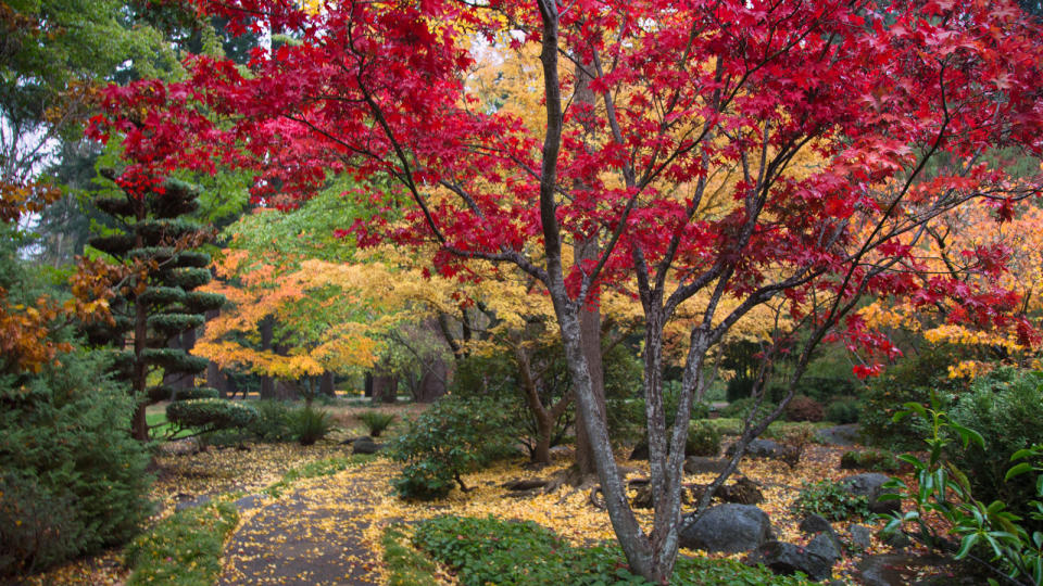 maple tree in small garden