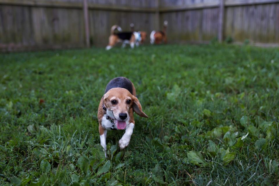 Beyonce, a rescue Beagle with one ear from the Envigo breeding and research facility, plays in a backyard at Homeward Trails Animal Rescue on Aug. 7, 2022 in Fairfax, Virginia. 