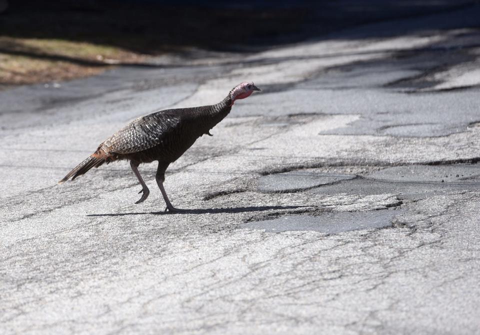 A wild turkey crosses a street in Kittery in 2020, approaching potholes in the road.