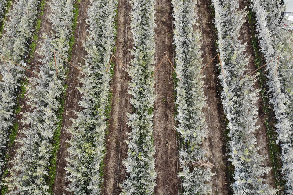 In this photo taken Tuesday, Oct. 15, 2019, rows of Cosmic Crisp apple trees, a new variety and the first-ever bred in Washington state, are seen from overhead as they grow on trellises in an orchard in Wapato, Wash. The trellis system promotes high yields of fruit and reduces the labor needed to pick the apples. The grayish coating on some of the trees is from kaolin clay, used to protest the fruit from sunburn. The Cosmic Crisp apples will be available to consumers for the first time beginning Dec. 1. (AP Photo/Elaine Thompson)