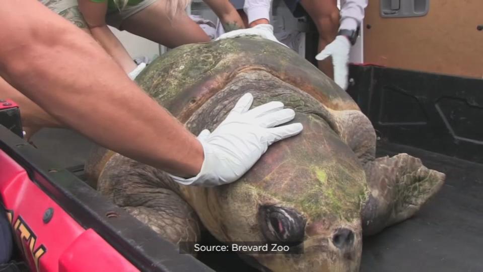 A 370-pound loggerhead sea turtle named Perseverance made her return to the ocean on Tuesday after a three-month stay at the zoo’s Sea Turtle Healing Center.
