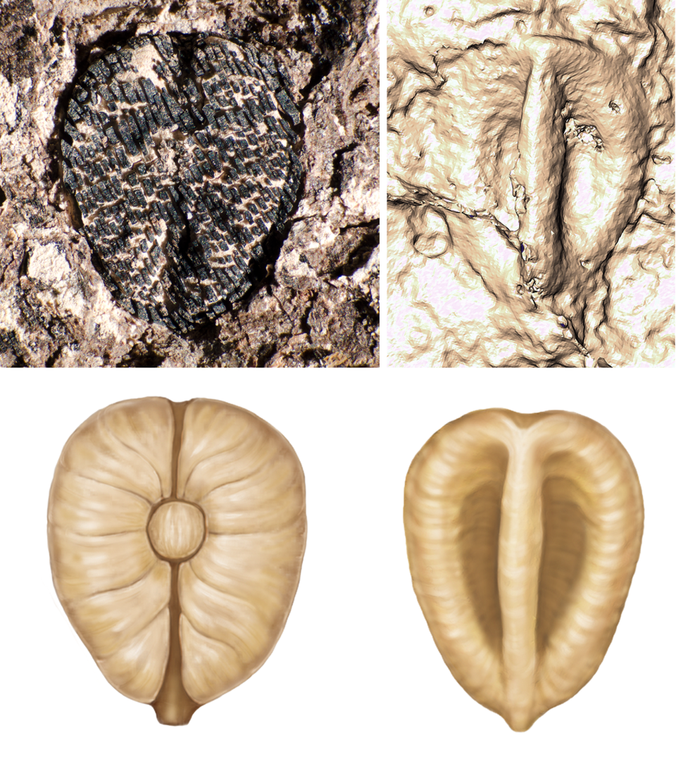 Photos (top) and illustrations (below) show a fossilized grape found in Colombia.