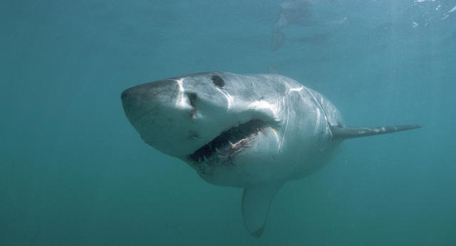 Fisherman reels in massive shark at Aussie tourist hotspot