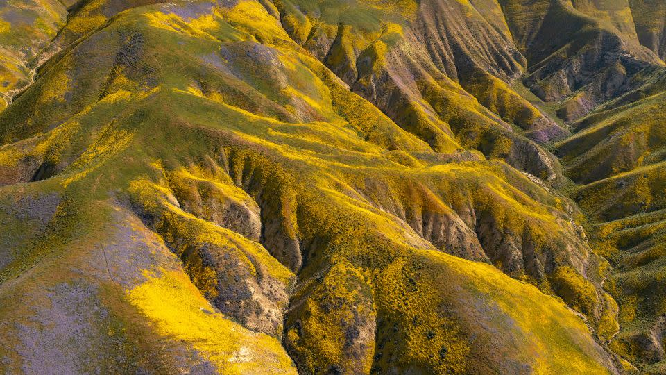 Wildflowers color the hills of the Temblor Range at Carrizo Plain National Monument on April 26, 2023 near McKittrick, California. - David McNew/Getty Images/File