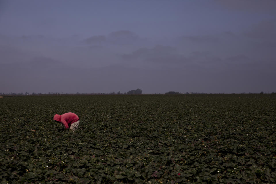 In this Tuesday, Sept. 4, 2018, photo, a farmworker picks strawberries in Salinas, Calif. Like many California cities, Salinas, dubbed the "Salad Bowl of the World" because the surrounding farmland produces most of the lettuce on Earth, suffers from a lack of available affordable housing and space to build more. Housing prices have exploded, with the median cost of a home now $549,000, according to Zillow. (AP Photo/Jae C. Hong)