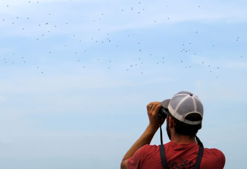 Birdwatching offers a fragile lifeline for nature in Mexico