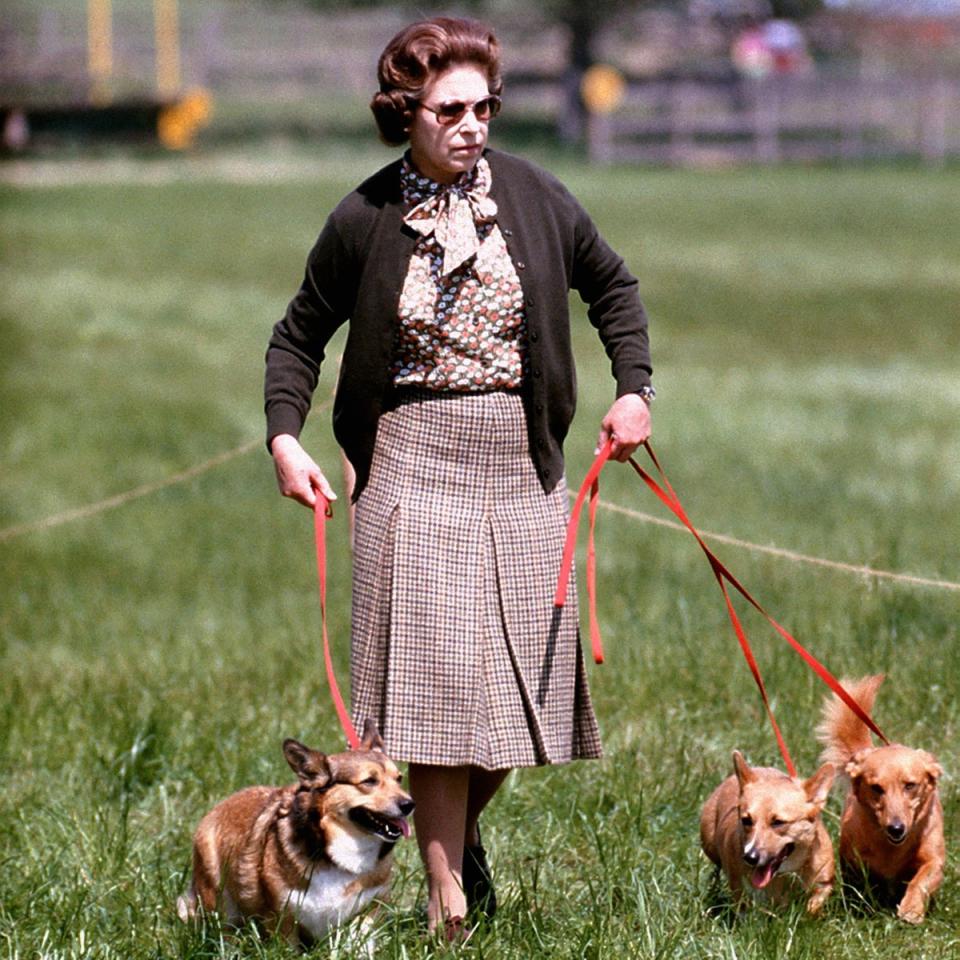 Queen Elizabeth II with some of her corgis walking the Cross Country course during the second day of the Windsor Horse Trials. The monarch is responsible for introducing a new breed of dog known as the ‘dorgi’ when her corgi Tiny was mated with a dachshund sausage dog called Pipkin which belonged to Princess Margaret, 1980 (PA)