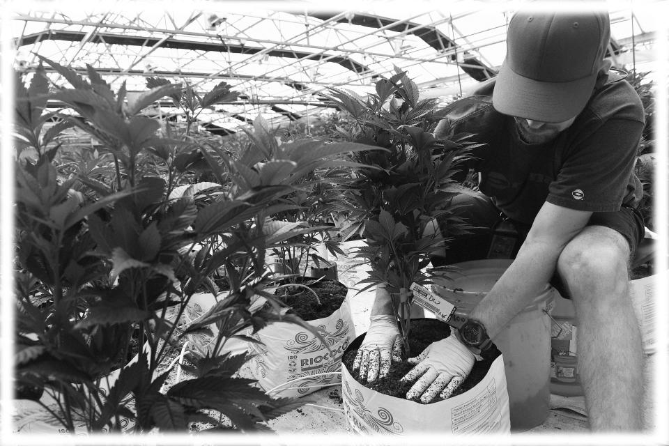 A marijuana grower puts marijuana plants in fresh soil and buckets in the greenhouse at MMJ America cannabis growing facility in Denver, Colorado in 2018. (Photo: Helen H. Richardson/The Denver Post via Getty Images; digitally enhanced by Yahoo News)