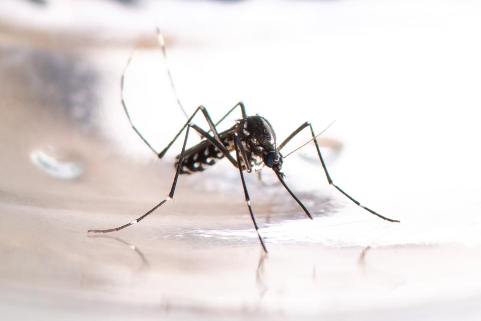 A close-up photo of a tiger mosquito, which is spreading to parts of Europe and raising concerns about dengue fever. (Photo via Getty Images)