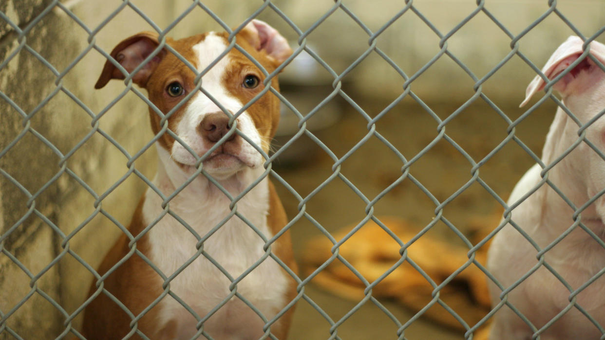  Dog awaiting adoption at shelter. 