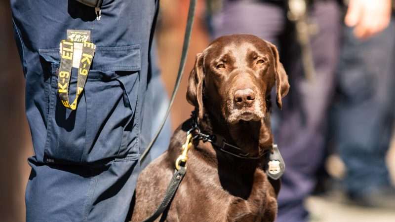 A chocolate Labrador retriever police dog with handler.
