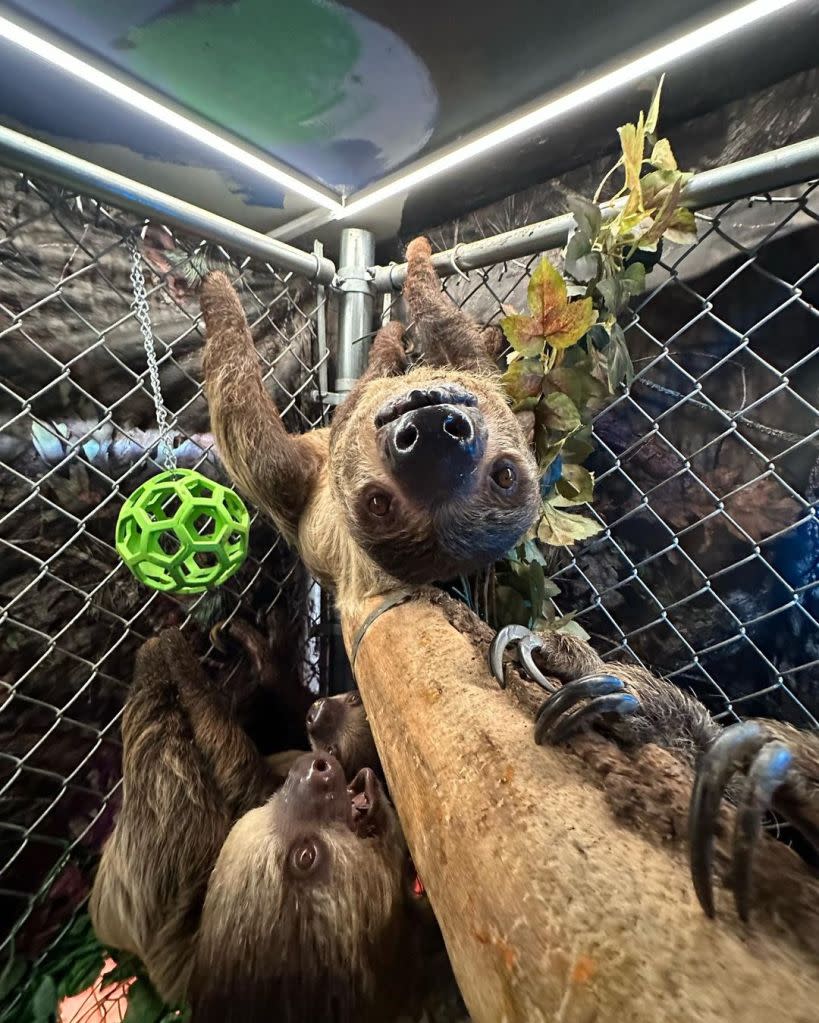 The sloths were allegedly kept in overcrowded conditions but Wallach insisted people loved his store. Instagram @slothencounterspetshop