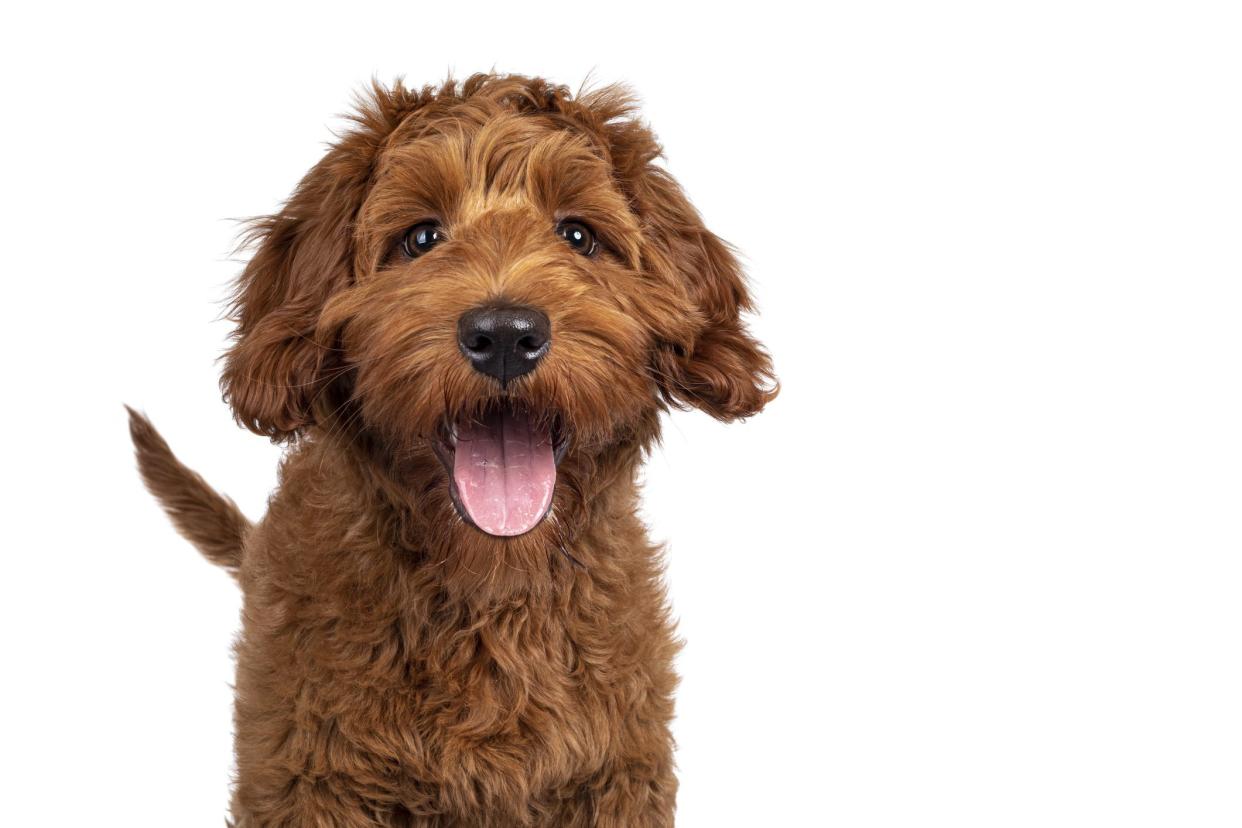 Funny head shot of cute red Cobberdog puppy, standing facing front. Looking curious towards camera. Isolated on white background. Tongue out.