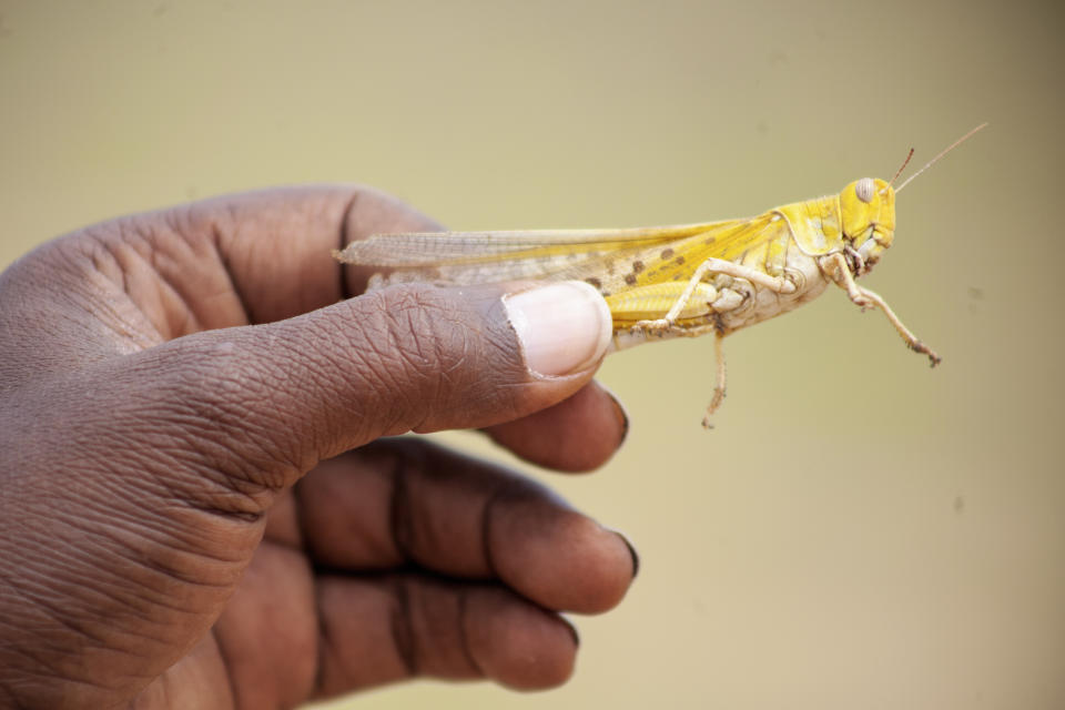 In this photo taken Sunday, Nov. 3, 2019, Mohamed Omar from the Ministry of Agriculture holds an adult desert locust in Aisha Ade, in the Salal region of Somalia's semi-autonomous region of Somaliland. The most serious outbreak of desert locusts in 25 years is spreading across East Africa and posing an unprecedented threat to food security in some of the world's most vulnerable countries, authorities say, with unusual climate conditions partly to blame. (Isak Amin/FAO via AP)