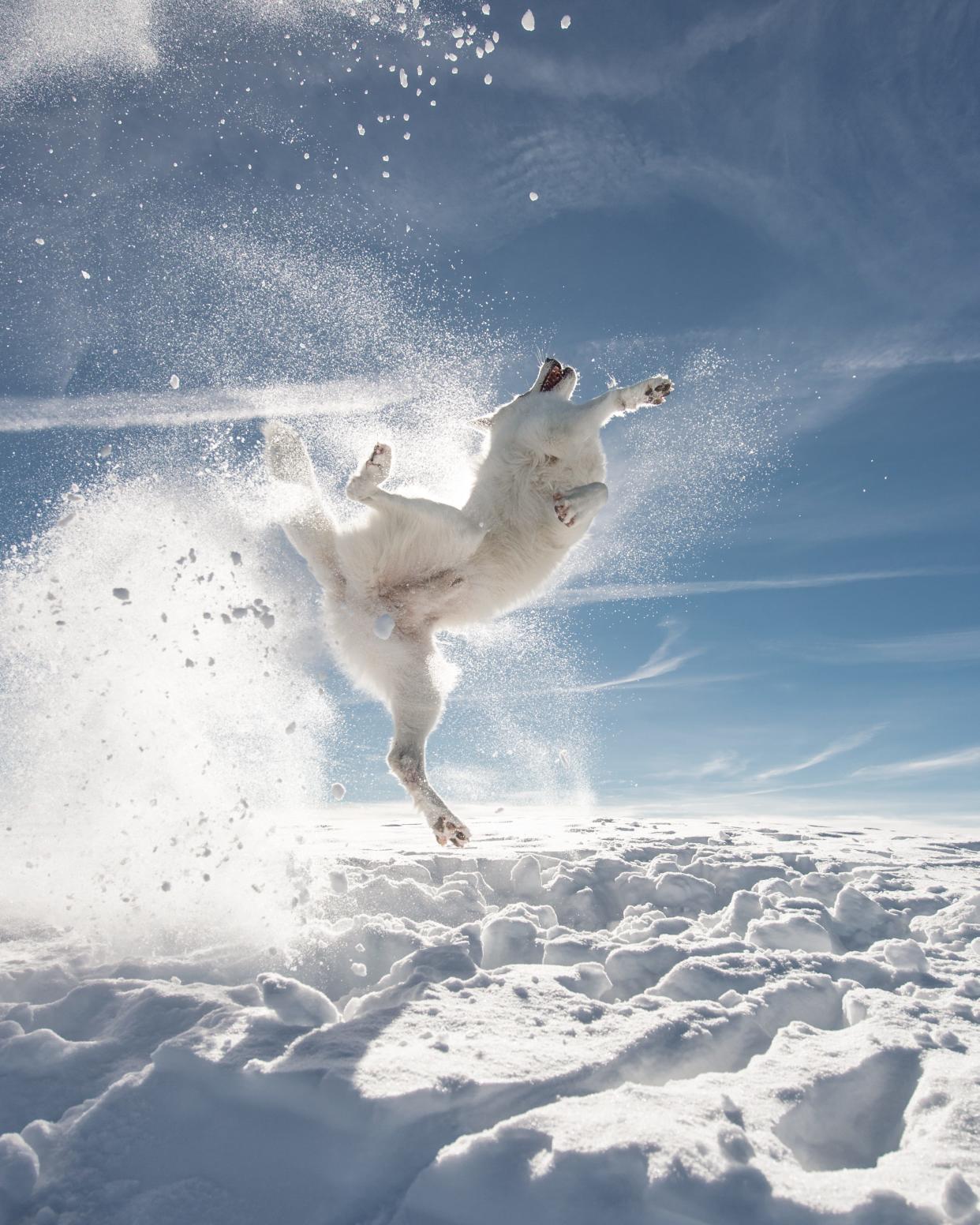 A dog jumps up to catch a snowball