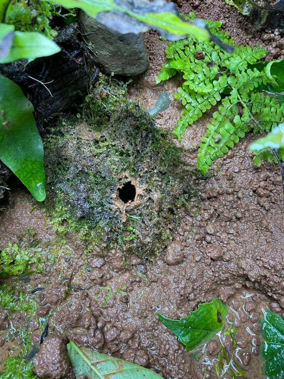豎琴蛙成蛙為了繁殖挖的泥窩。台北市立動物園提供