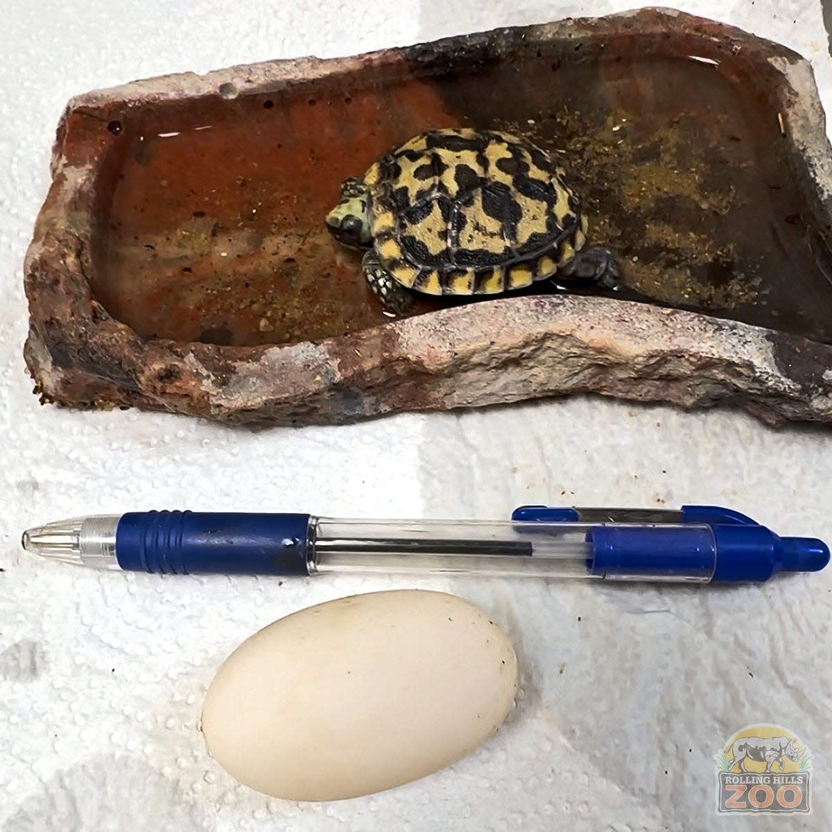 The size of an African pancake tortoise hatchling is shown compared to a ball point pen. This hatchling, weighing 17 grams, was recently hatched at Rolling Hills Zoo.