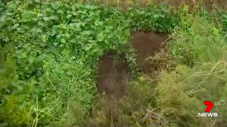 Tyre marks where the would-be car thief got bogged. Source: 7 News