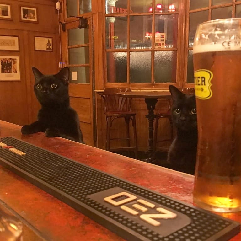 <p><span>Kommen zwei Katzen in eine Bar…</span> </p>