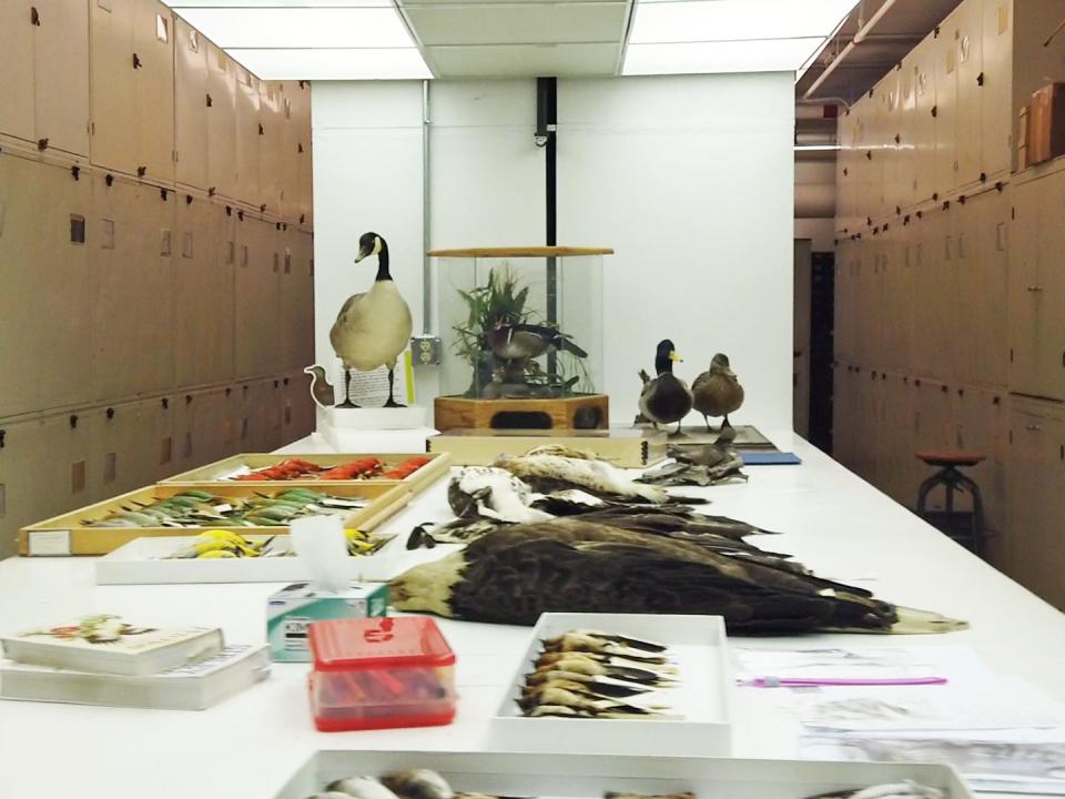 A table with bird specimens at the Smithsonian National Museum of Natural History.