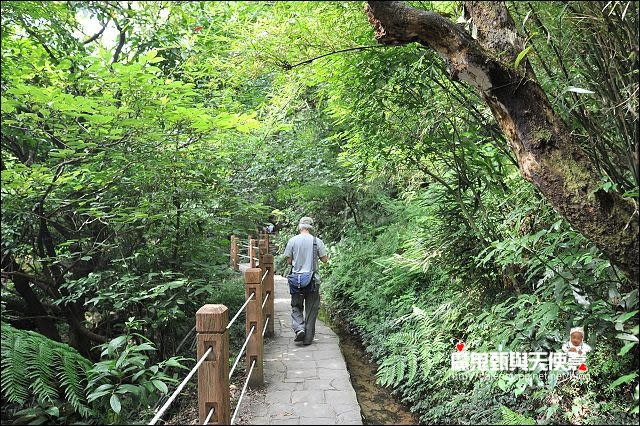 陽明山竹子湖繡球花地圖懶人包~2015/6/9花況（上篇）