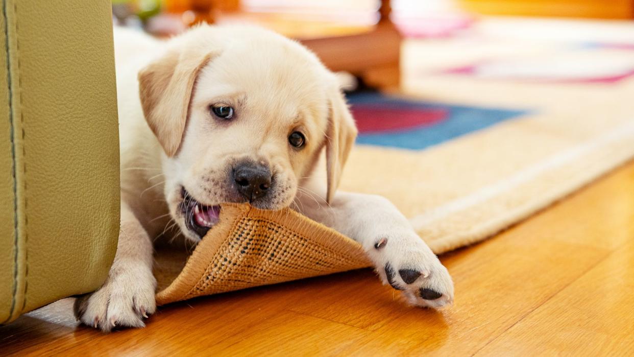  Dog chewing on rug. 