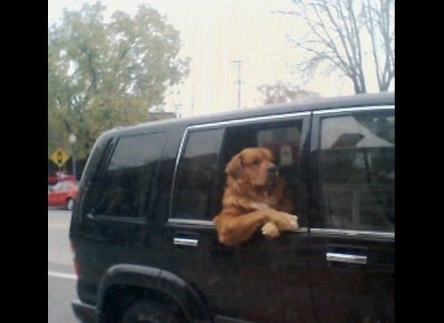 Driver, take me to get some tasty treats at once. (Via <a href="http://animalsdoingpeoplethings.tumblr.com/post/551835089/via-animalinsider" target="_hplink">Animals Doing People Things</a>)