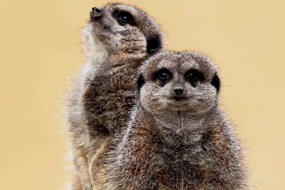 <p>Getty</p> Meerkats