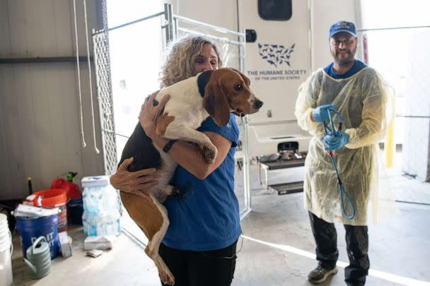 PHOTO: Kitty Block, President and CEO of the Humane Society of the United States greets beagles on September 1, 2022, at the organization’s care and rehabilitation center in Maryland. (Meredith Lee/The HSUS)