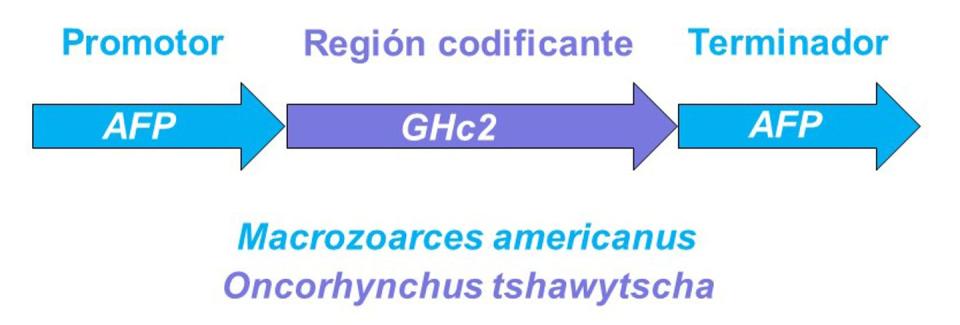 <span class="caption">Esquema del transgén ‘todo pez’ opAFP-GHc2 que portan los salmones transgénicos AquAdvantage® producidos por la empresa AquaBounty.</span> <span class="attribution"><span class="source">Lluis Montoliu</span>, <span class="license">Author provided</span></span>